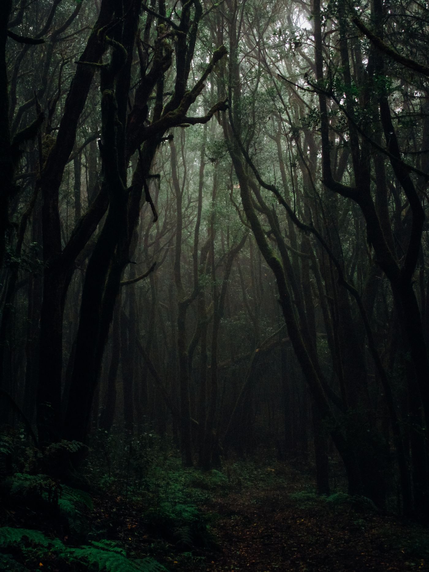 A quiet path winding through a sunlit forest